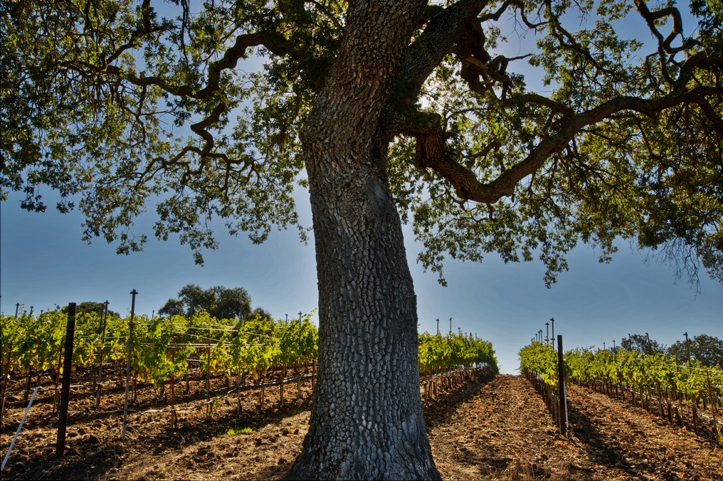 bernardus winery